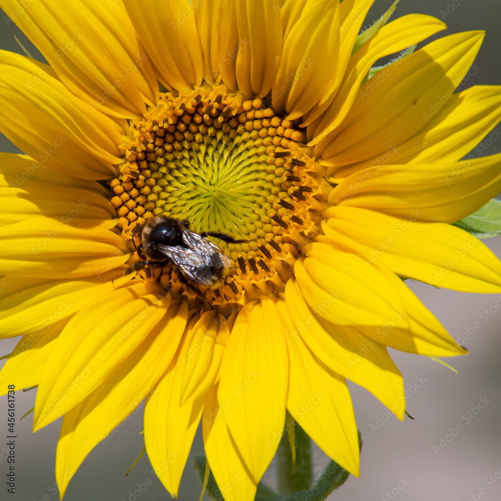 Black and yellow striped bee, honey bee, pollinating sunflowers close up low level view of single sunflower head with yellow petals Black and yellow striped bee, honey bee, pollinating sunflowers close up low level view of single sunflower head with yellow petals