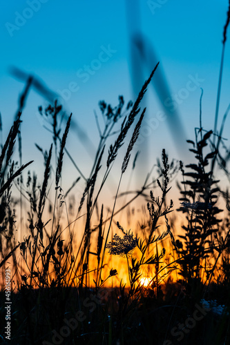 Sun is rising over the meadow. Orange and blue sunset in the field with grass silhouette. Close up low angle photo of grass silhouettes during sunrise. Daybreak in the grass. Sunset at the pasture.
