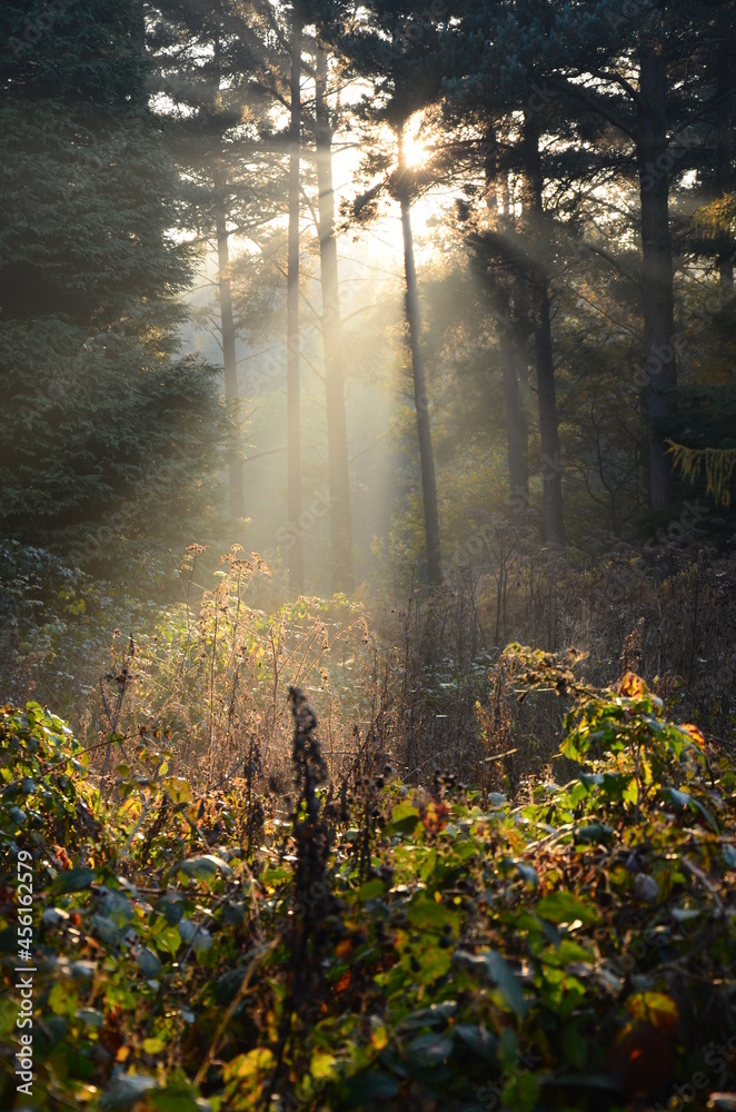 Obraz premium autumn season in Dolby forest, North York Moors National Park, Autumn leaf colour is a phenomenon that changes the colour of the leaf from green to Beautiful shades of yellow, orange, red & purple