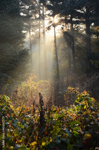 autumn season in Dolby forest, North York Moors National Park, Autumn leaf colour is a phenomenon that changes the colour of the leaf from green to Beautiful shades of yellow, orange, red & purple