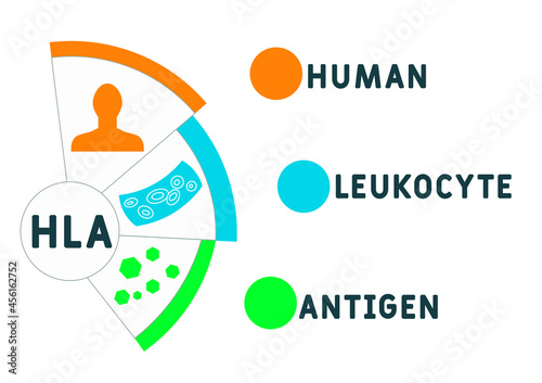 HLA - Human Leukocyte Antigen acronym. medical concept background.  vector illustration concept with keywords and icons. lettering illustration with icons for web banner, flyer, landing 