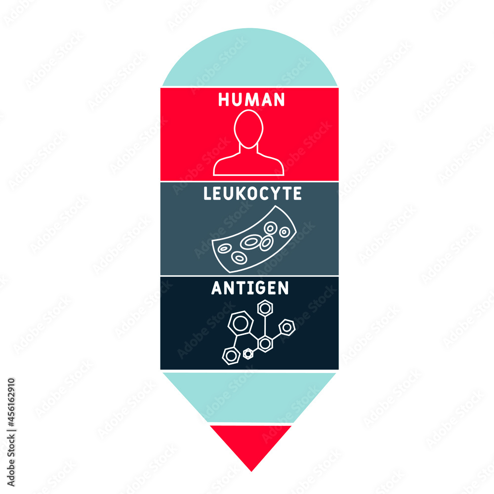 HLA - Human Leukocyte Antigen acronym. medical concept background.  vector illustration concept with keywords and icons. lettering illustration with icons for web banner, flyer, landing 
