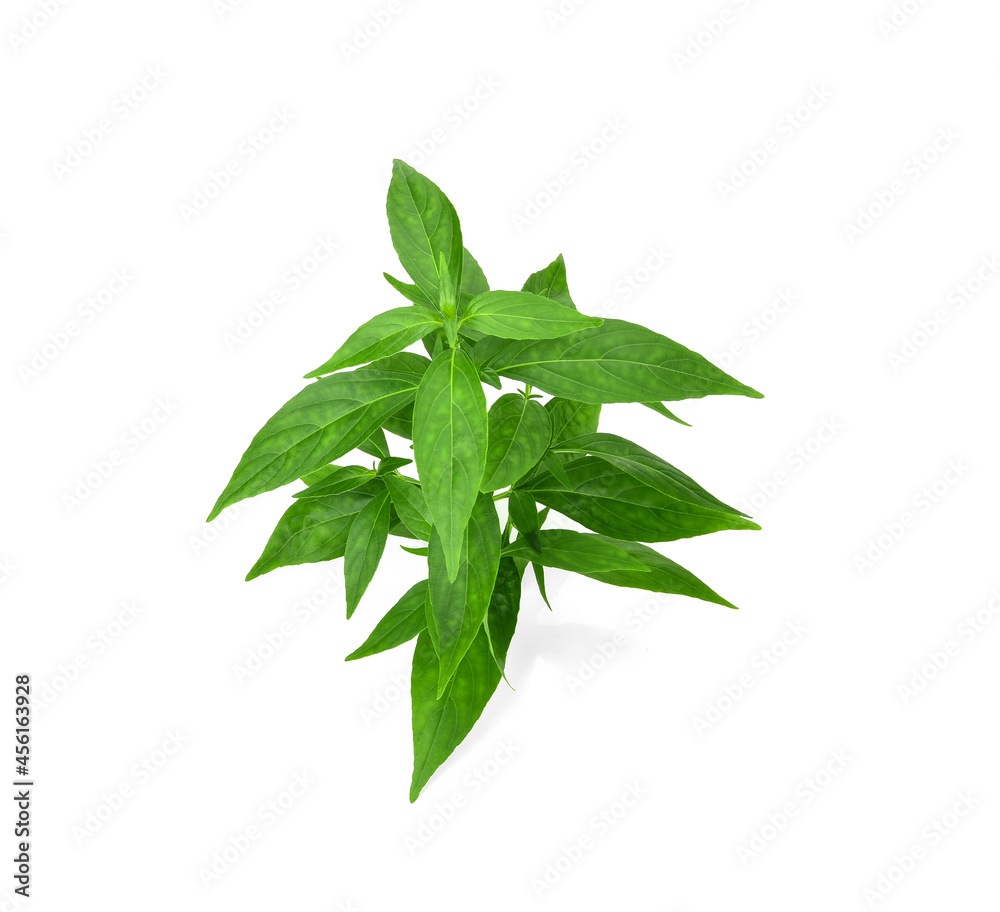 Branch of fresh Andrographis paniculata leaf isolated on white background. Thai herb medicine plant concept. Branch of fresh Andrographis paniculata leaf isolated on white background. Thai herb medicine plant concept.