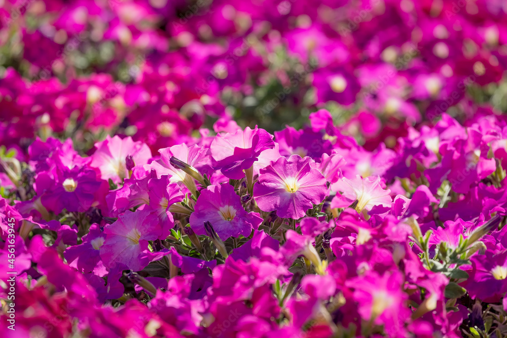 Many full blooming purple pink Petunia Hybrida flowers in garden. Selective focus. Closeup of pink flowers. Pink flower floral background. Many full blooming purple pink Petunia Hybrida flowers in garden. Selective focus. Closeup of pink flowers. Pink flower floral background.