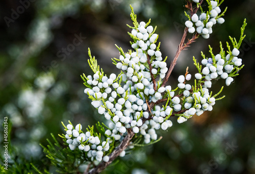 Close up of berry-like blue-black with a whitish waxy bloom female cones of savin juniper evergreen shrub or Juniperus sabina