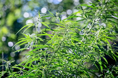 Young leaves  buds and stems of cannabis satvia hemp plant in natural environment. Selective focus.