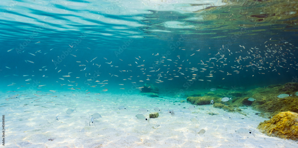 (Selective focus) Underwater photo, stunning view of the marine life with some rocks and fish swimming in a turquoise water hit by some sun rays. Sardinia, Italy.