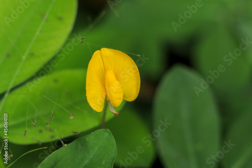 Canvas Print Close-up of a bright yellow flower of Arachis pintoi surrounded by green trifoliate leaves in Indonesia