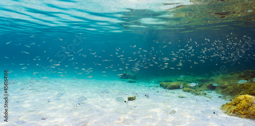 Obraz na płótnie (Selective focus) Underwater photo, stunning view of the marine life with some rocks and fish swimming in a turquoise water hit by some sun rays. Sardinia, Italy. w salonie