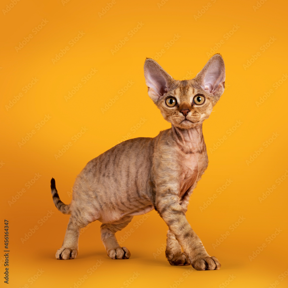 Warm brown tabby Devon Rex cat kitten, standing side ways. Looking towards camera with golden eyes. Isolated on an orange yellow background.
