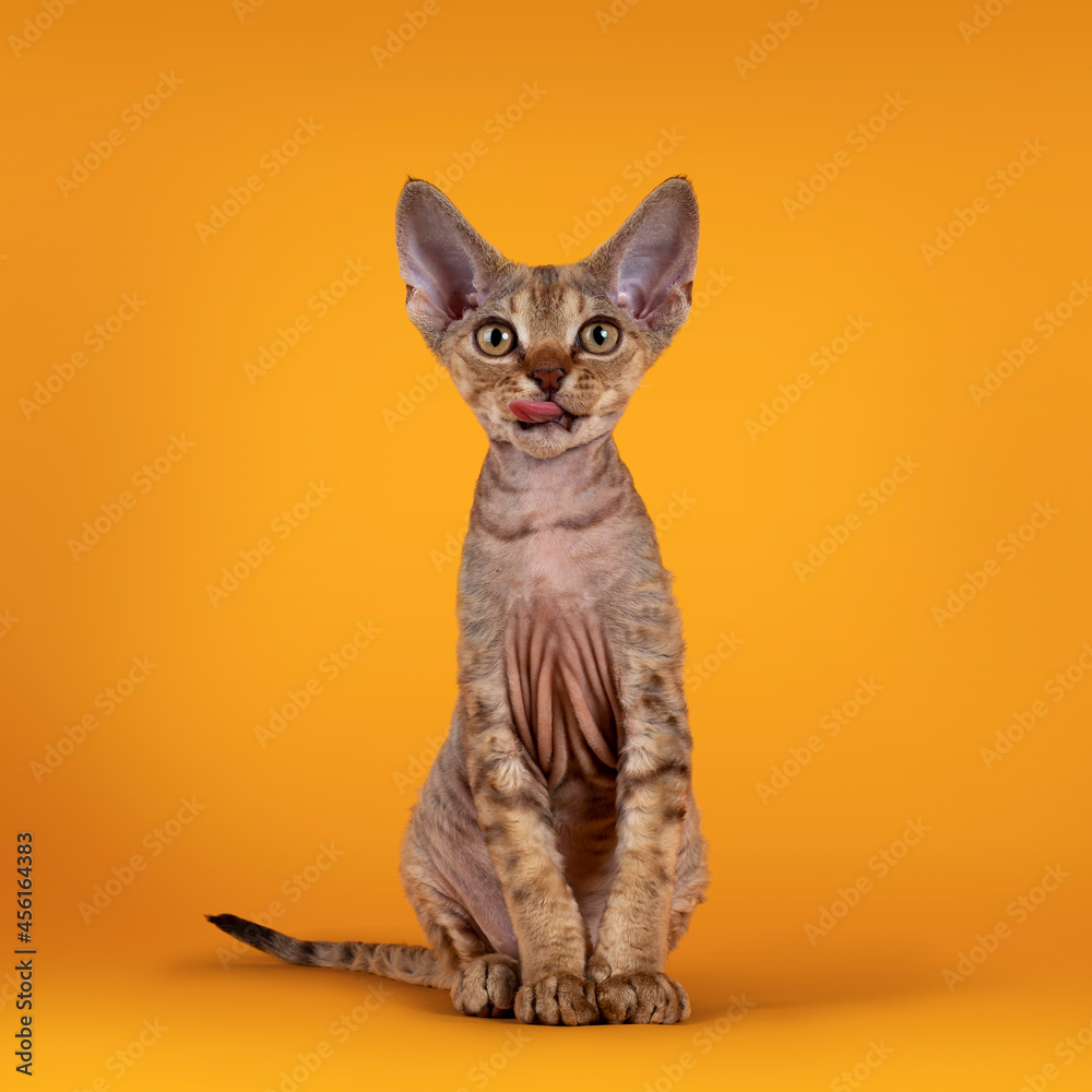 Warm brown tabby Devon Rex cat kitten, sitting up facing front with tongue out of mouth. Looking towards camera with golden eyes. Isolated on an orange yellow background.