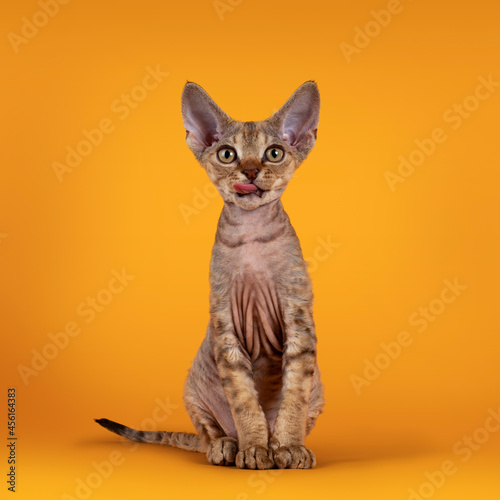 Warm brown tabby Devon Rex cat kitten  sitting up facing front with tongue out of mouth. Looking towards camera with golden eyes. Isolated on an orange yellow background.