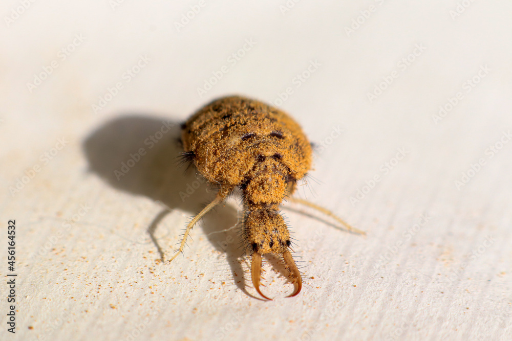 close up of an ant-lion insect that has a claw-shaped mouth and is hairy isolated on the background close up of an ant-lion insect that has a claw-shaped mouth and is hairy isolated on the background