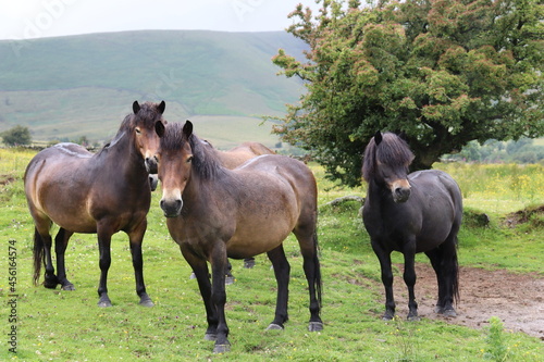 Wild horses in Edale, Peak District Derbyshire photo