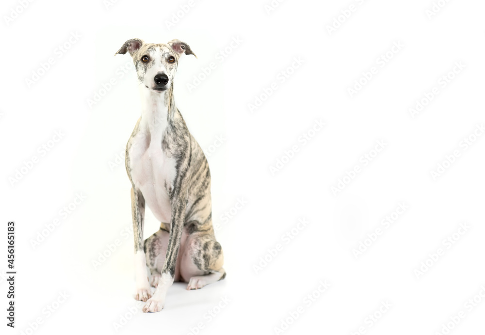 hübsche junge, gestromte  Whippet Hündin freigestellt vor weißem Hintergrund