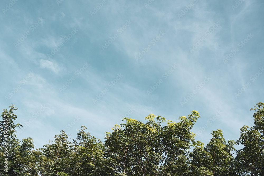 Sky above the trees in the forest. Sky above the trees in the forest.