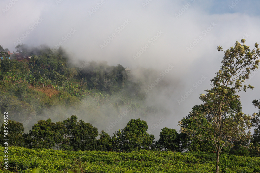 fresh green tea plantation hill scenery shrouded in white cloud fog fresh green tea plantation hill scenery shrouded in white cloud fog