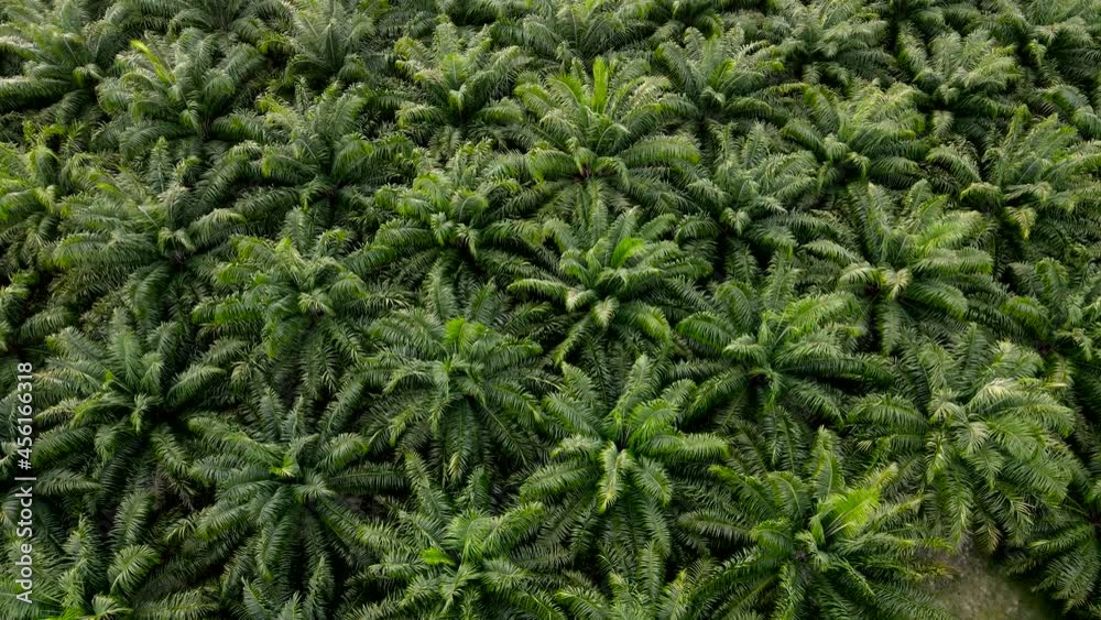 Aerial view of palm oil plantation. top view Palm oil tree field on a farm plantation agriculture for energy biodiesel and petroleum oil from plant. go straight on Aerial view of palm oil plantation. top view Palm oil tree field on a farm plantation agriculture for energy biodiesel and petroleum oil from plant. go straight on