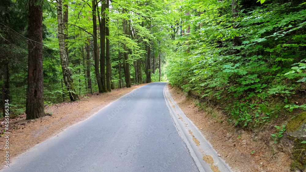 Naklejka premium Droga w lesie