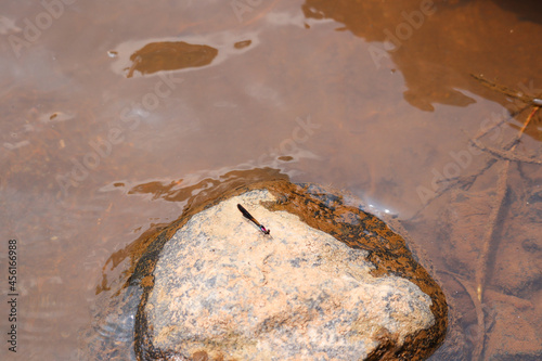 Small dark-bodied damselfly (Zygoptera), possibly a Threadtail (Protoneuridae), resting on a rock in shallow water in Indonesia. Aquatic insect. photo
