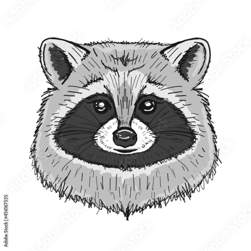 Funny Racoon Face Isolated on white.