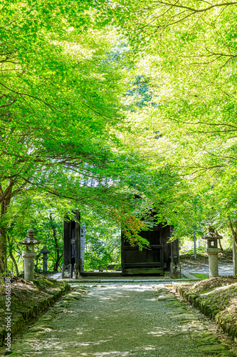 夏の秋月城跡　黒門　福岡県朝倉市　Akizuki Castle Ruins in Summer Fukuoka-ken Asakura city