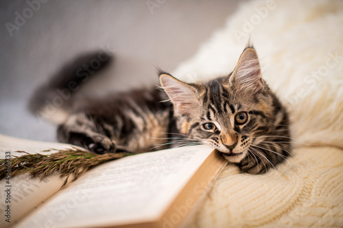 Maine Coon kitten lies on knitted soft sweater and chews on book in a cozy atmosphere