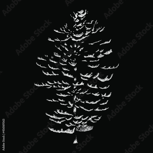 Pinus strobus or eastern white pine tree vector drawing illustration. vector isolated element on the black background photo