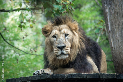 Portrait of male lion lying in a zoologic park