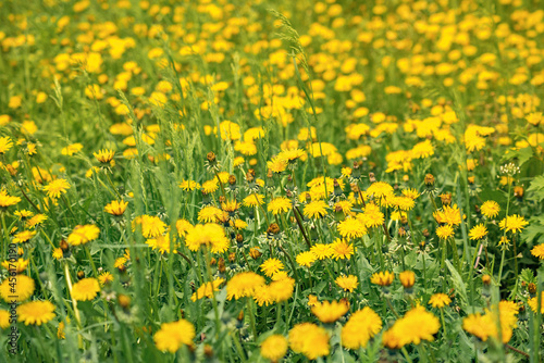 sunny meadow with yellow dandelion flowers