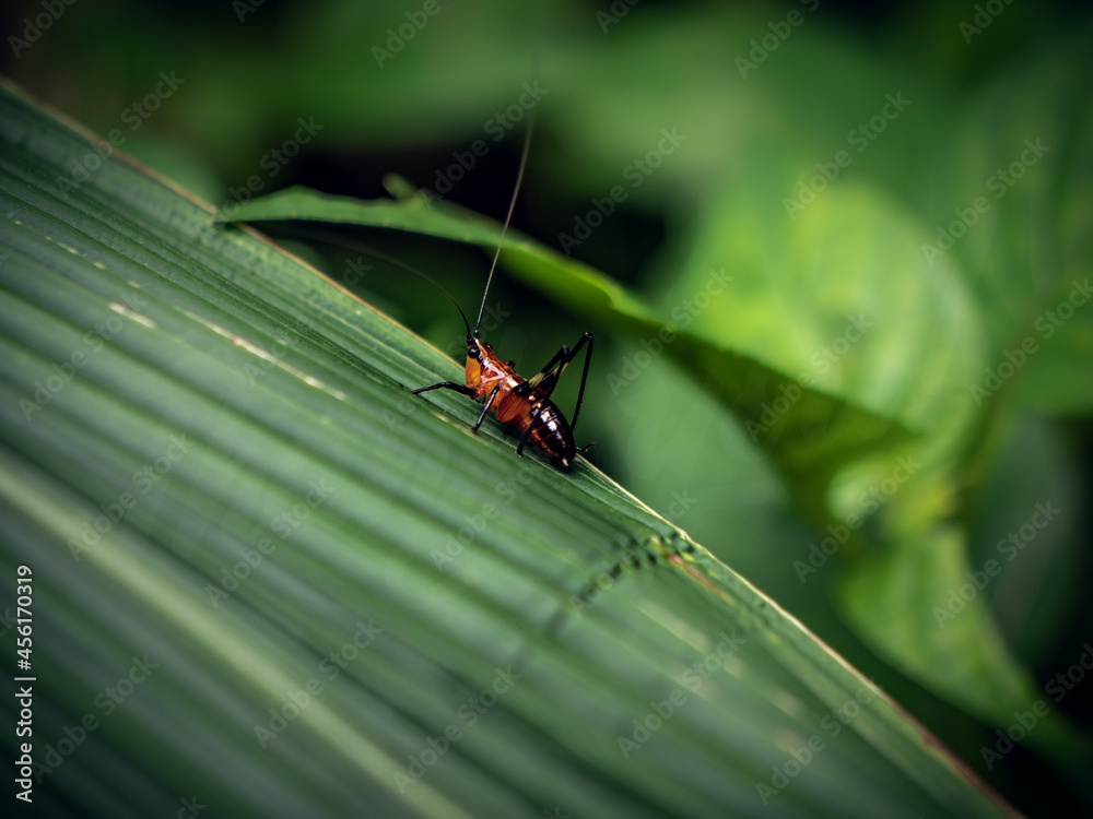 Naklejka premium grasshopper on a leaf
