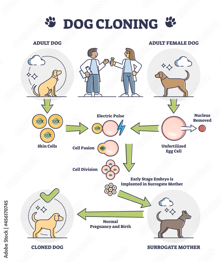 Dog cloning explanation as artificial egg cell fertilization outline