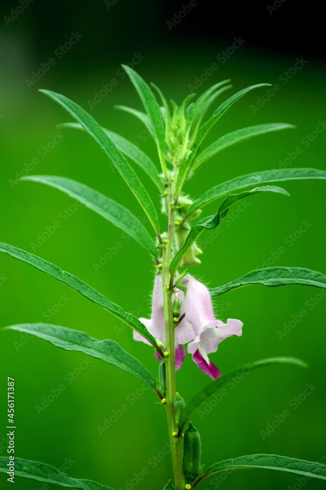 sesame seed plant,sesame,sesame plant,sesame seeds,sesame seeds plant