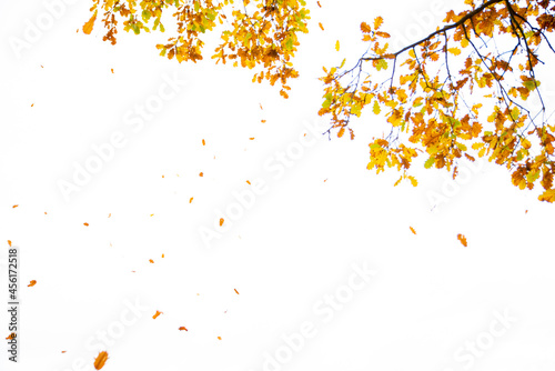 Oak tree branches against the white sky of autumn, winter. The yellowed leaves fall down. Seen from below