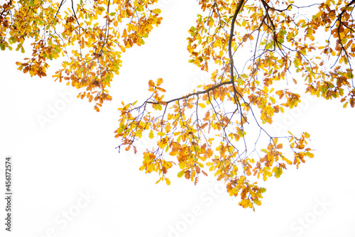 Oak tree branches with yellow brown and gold leaves.On the background the foggy autumn  winter sky. Autumn  winter season concept. Bottom view