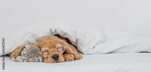 English Cocker spaniel puppy wearing eyeglasses and tiny kitten sleep together under warm blanket on a bed at home. Empty space for text