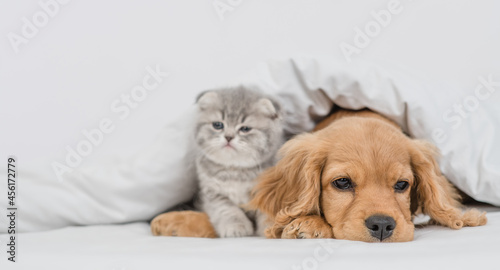 Tiny kitten and sad English Cocker spaniel puppy lying together under warm blanket on a bed at home. Empty space for text