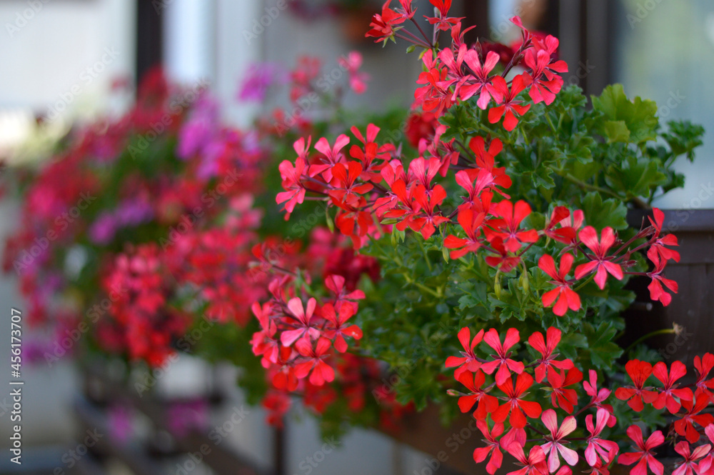 Naklejka premium red blooming geraniums in the flower pot on the balcony