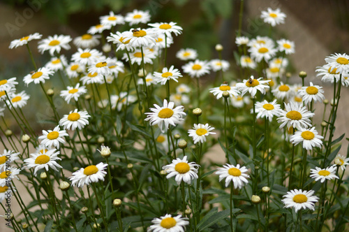 blooming white daisies growing in the garden