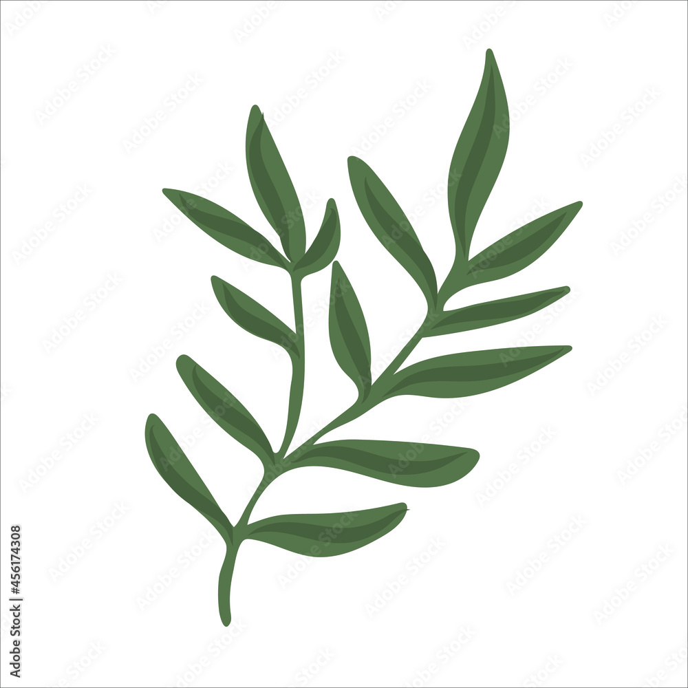 Hand drawn branch with leaves isolated on white background. Decorative floral element for your design. Vector illustration