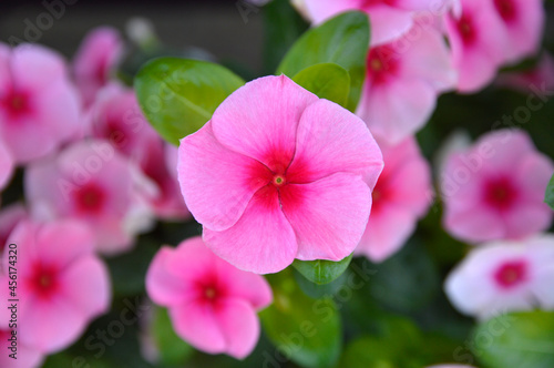 colorful blooming Madagascar periwinkles growing in the flower pot