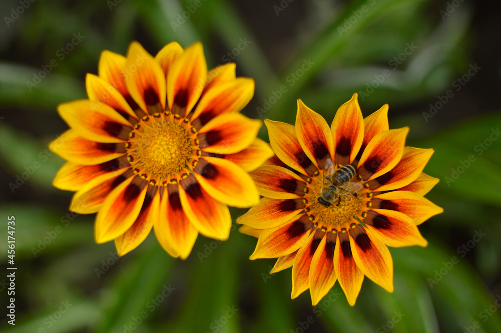 colorful blooming gazanias growing in the garden with a bee collecting pollen colorful blooming gazanias growing in the garden with a bee collecting pollen