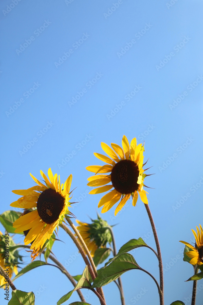 Beautiful sunflowers and bright blue sky. Selective focus. Beautiful sunflowers and bright blue sky. Selective focus.