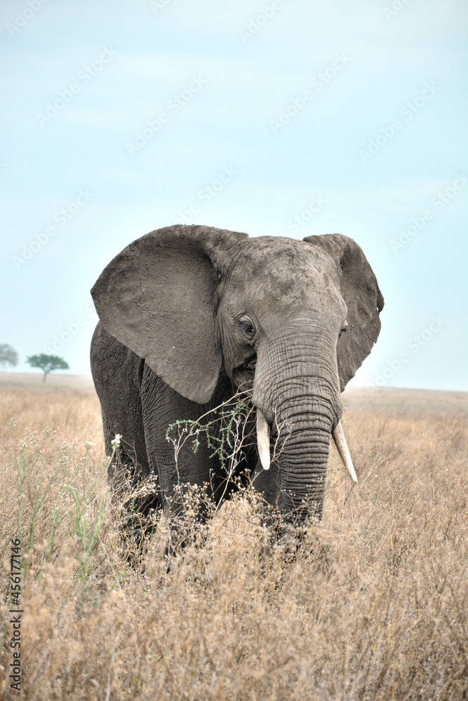 African Elephant, Serengeti, Tanzania 