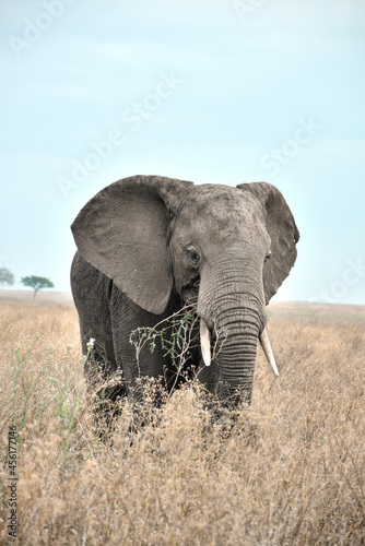 African Elephant  Serengeti  Tanzania 