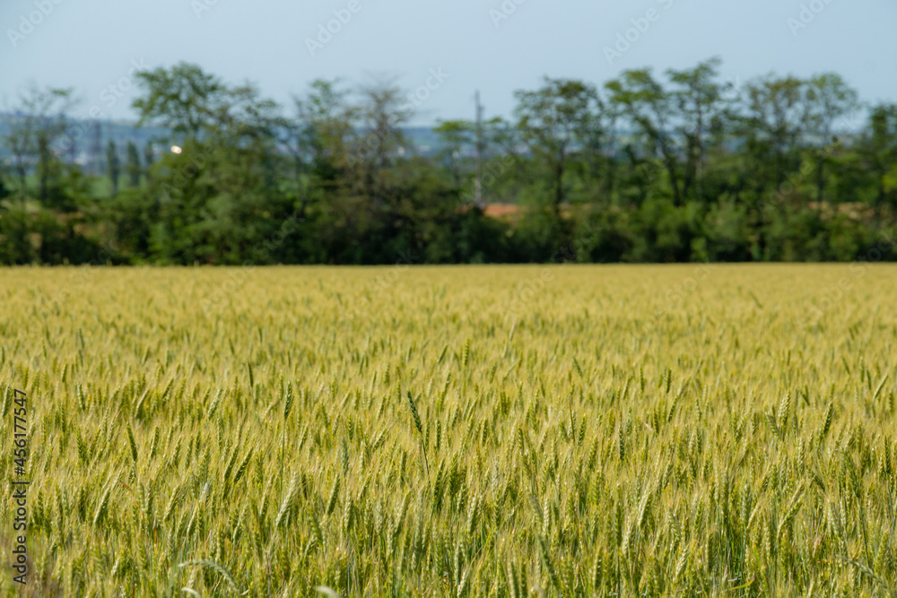 Wheat ears in sunlight, sunset on the field Wheat ears in sunlight, sunset on the field