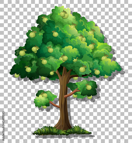 Guava tree on transparent background
