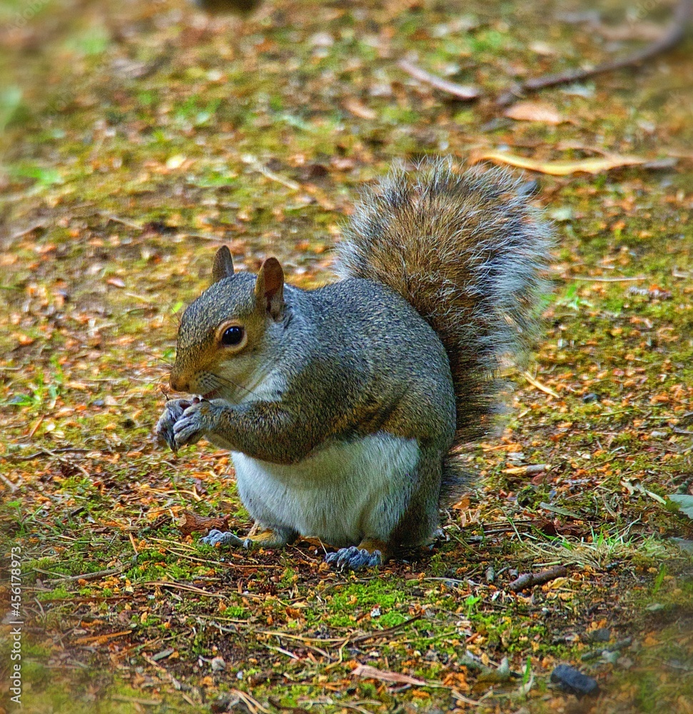 Grey squirrel eating nut Grey squirrel eating nut