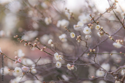 満開の白い梅の花 © Toshinori