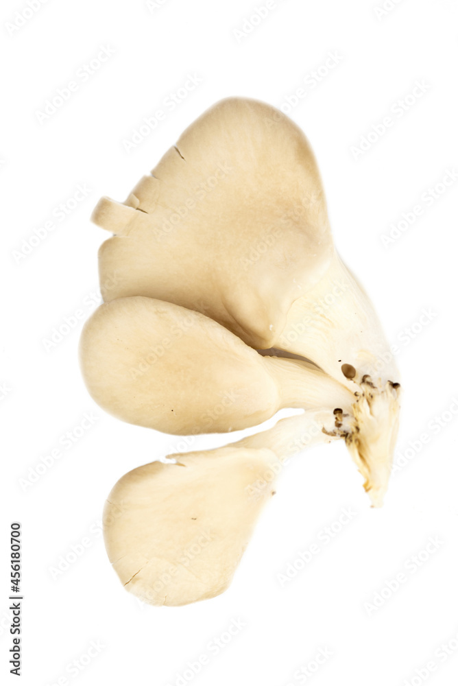 Fototapeta premium fresh oyster mushroom (Pleurotus ostreatus )